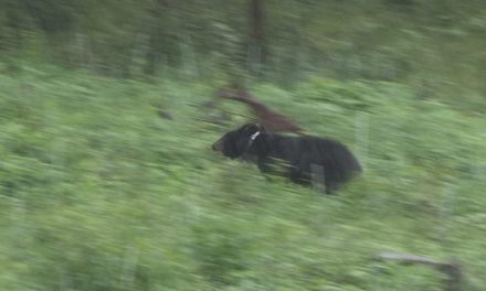 [20180827 보도자료] 수도산으로 간 반달곰 KM-53에게-인간의 눈에 띄지 말고 잘 살아주길 바란다!