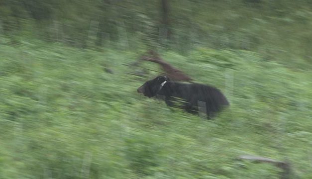 [20180827 보도자료] 수도산으로 간 반달곰 KM-53에게-인간의 눈에 띄지 말고 잘 살아주길 바란다!