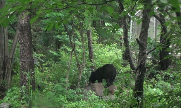 <보도자료> 반달곰KM53의 금오산행에 대한 우리의 입장