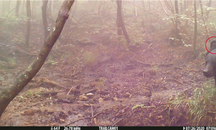카메라에 촬영된 ‘반달가슴곰 KM-61’ 영상