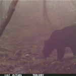 카메라에 촬영된 야생 반달가슴곰